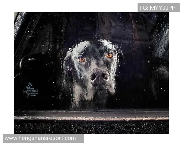 足球明星的小狗展现球技与明星风范的趣味时刻